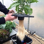 Nutripot Hydro system for crop production 4